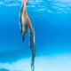 Imagen para el artículo titulado Capturan en vídeo a un extraño pulpo manta rojo